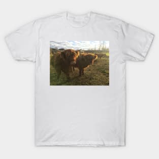 Scottish Highland Cattle Calves 1843 T-Shirt